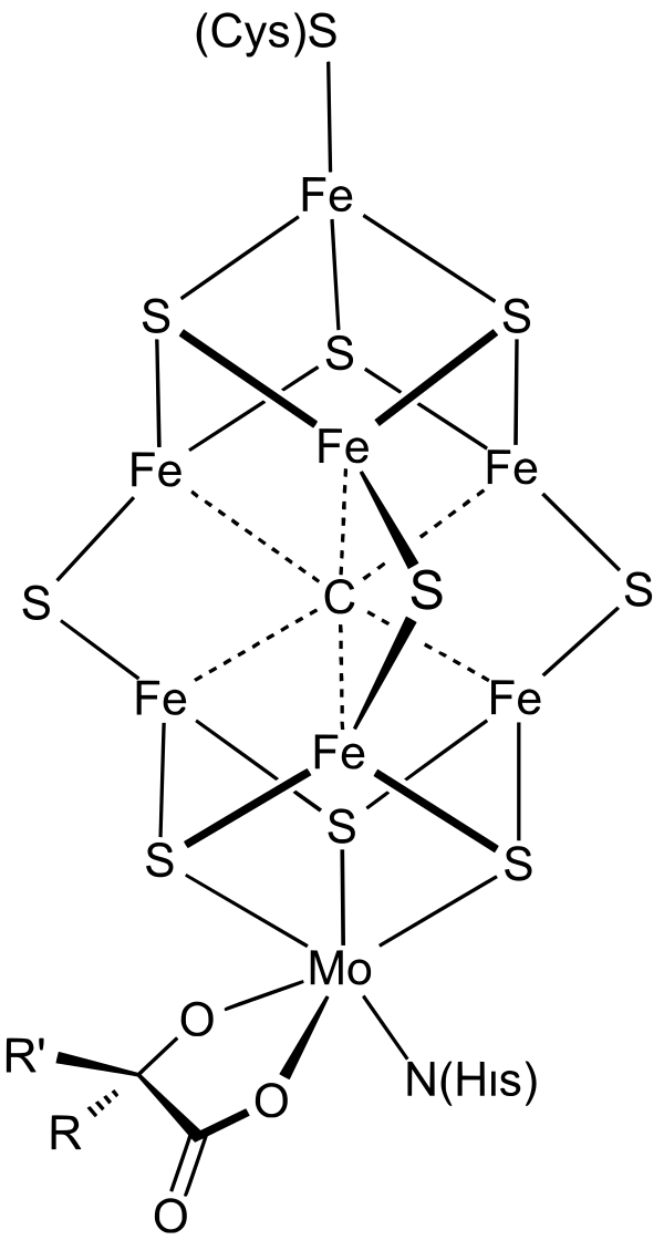 Chemical structure diagram of the FeMoco (iron-molybdenum cofactor) active site cluster showing iron, molybdenum, sulfur, and carbon atoms